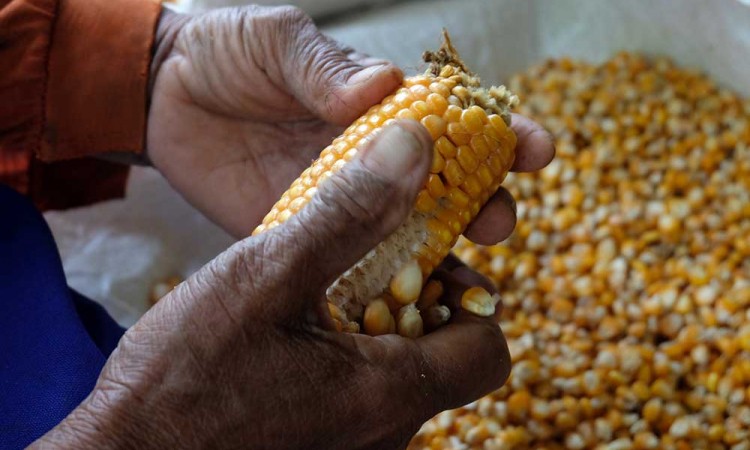 Anomali Cuaca Membuat Kualitas Jagung Menurun
