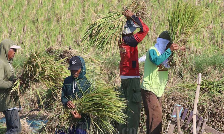 Produksi Beras Nasional April 2024 Diperkirakan 4,92 Juta Ton