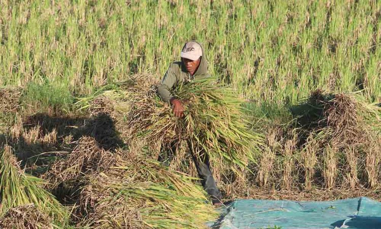 Produksi Beras Nasional April 2024 Diperkirakan 4,92 Juta Ton