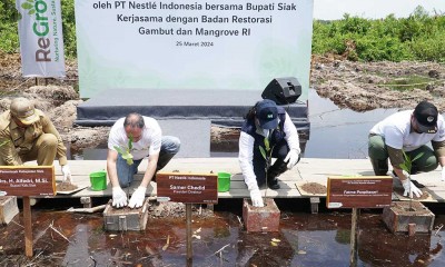 Nestle Indonesia Berkolaborasi Dengan BRGM Dalam Pelaksanaan Rehabilitasi Mangrove di Kabupaten Siak