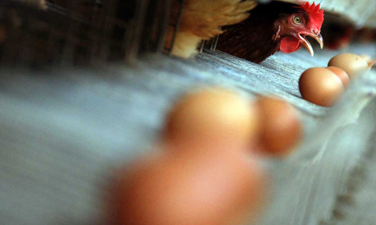 Permintaan Telur Ayam Untuk Kebutuhan Lebarab Meningkat Hingga 100%