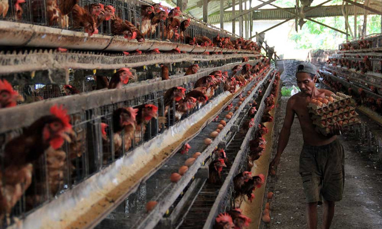 Permintaan Telur Ayam Untuk Kebutuhan Lebarab Meningkat Hingga 100%