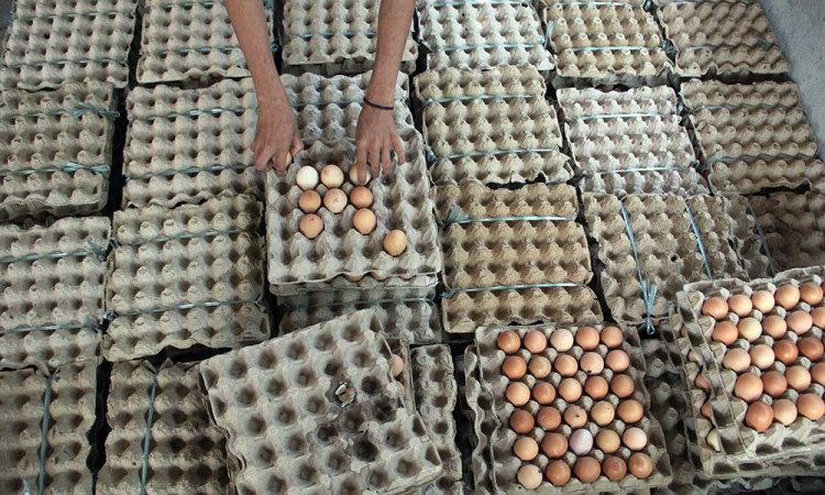 Permintaan Telur Ayam Untuk Kebutuhan Lebarab Meningkat Hingga 100%