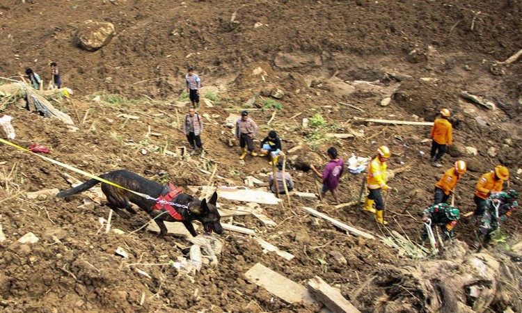 Polisi Terjunkan Anjing Pelacak Untuk Mencari Korban Tanah Longsor di Tana Toraja
