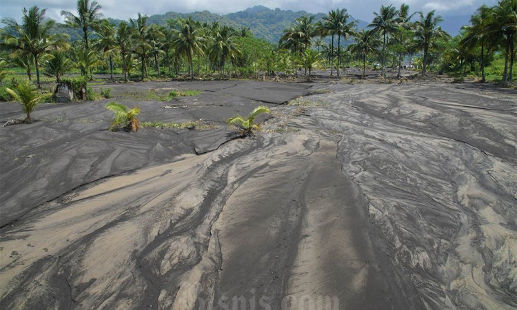 Puluhan Hektar Lahan Pertanian Terdampak Banjir Gunung Semeru