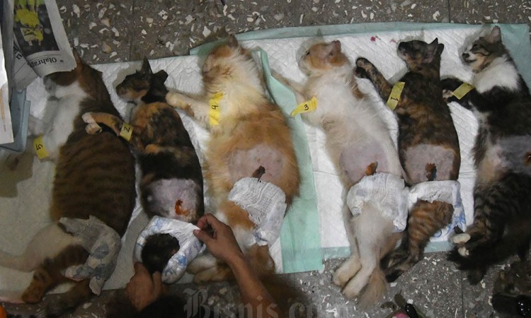 Pelayanan Sterilisasi Kucing di Kota Bogor