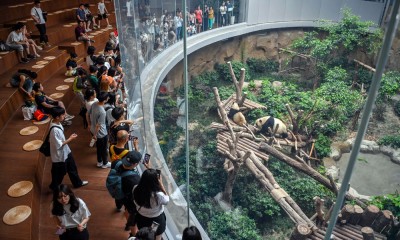 Pusat Penelitian dan Penangkaran Panda Raksasa di Chengdu
