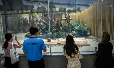Pusat Penelitian dan Penangkaran Panda Raksasa di Chengdu