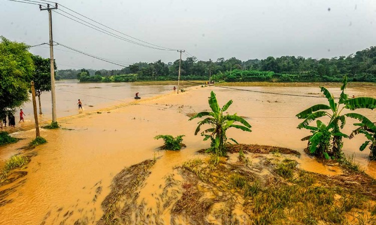 Puluhan Hektare Sawah di Banten Terendam Banjir