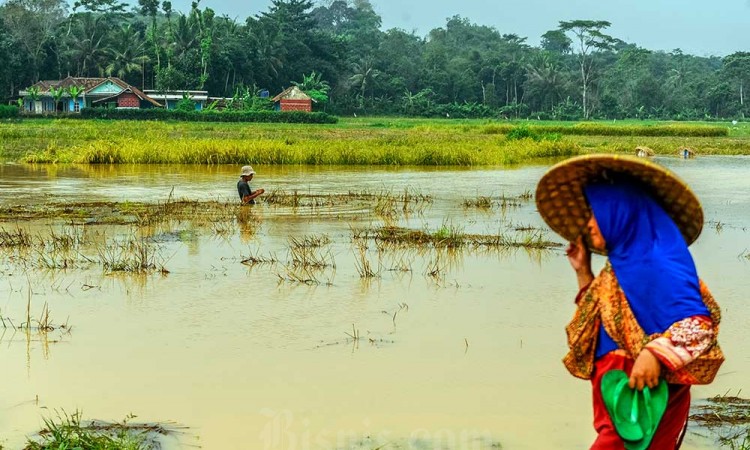 Puluhan Hektare Sawah di Banten Terendam Banjir
