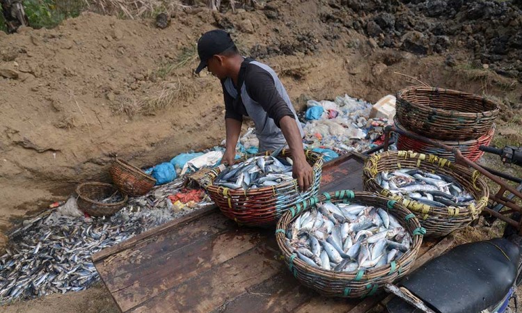 Nelayan di Aceh Buang Ikan Karena Tangkapan Melimpah