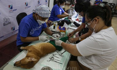 Operasi Sterilisasi Gratis Untuk Anjing