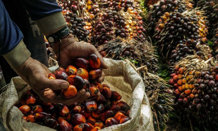 Konsumsi Minyak Kelapa Sawit Pada 2024 Diprediksi Meningkat Mencapai 9,08%