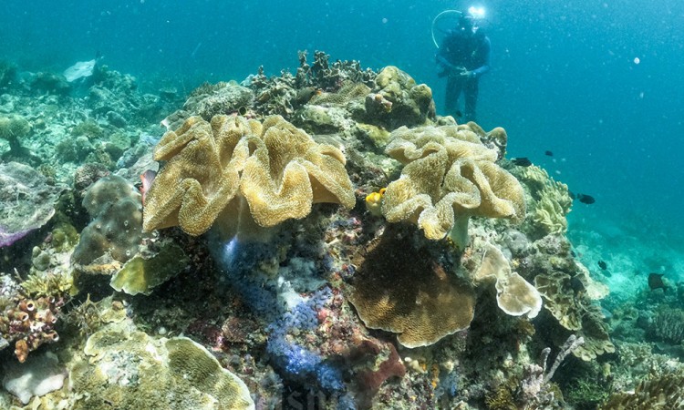 Konservasi Terumbu Karang di Raja Ampat