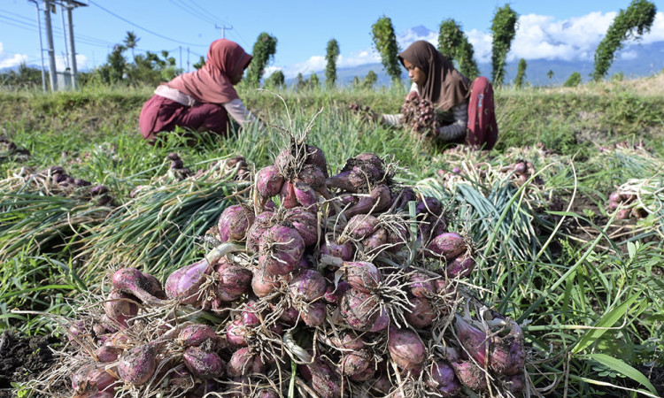 Harga Bawang Merah di Lombok Turun