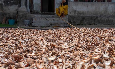 Petani di Pangalasiang Donggala Masih Menggunakan Motedo Konvensional Dalam Pengelolaan Kelapa