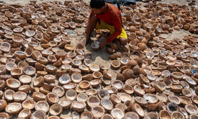 Petani di Pangalasiang Donggala Masih Menggunakan Motedo Konvensional Dalam Pengelolaan Kelapa