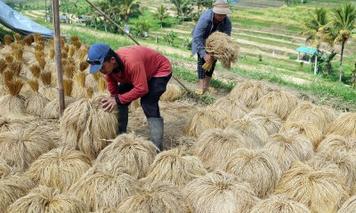 Panen Padi Beras Merah di Desa Jatiluwih Bali