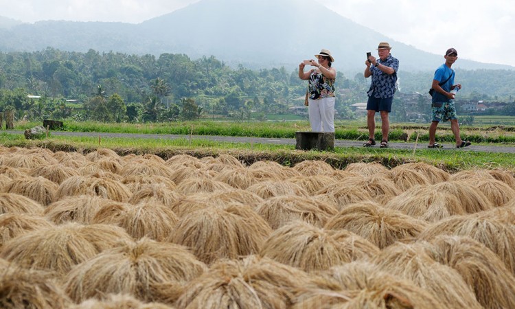 Panen Padi Beras Merah di Desa Jatiluwih Bali