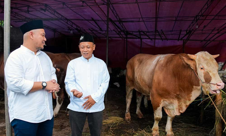 Peringati Iduladha 1445 H, Grab & OVO Sumbang Empat Sapi Limosin dan Puluhan Kambing untuk Masyarakat dan Mitra Pengemudi