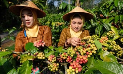 Festival Petik Kopi