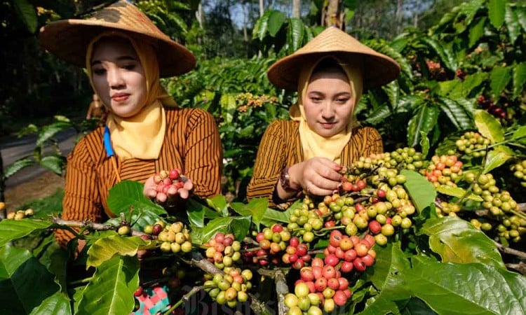 Festival Petik Kopi