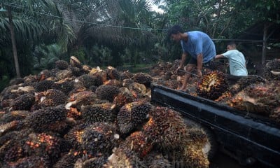 Kemendag Tetapkan Harga Referensi Komoditas Minyak Kelapa Sawit