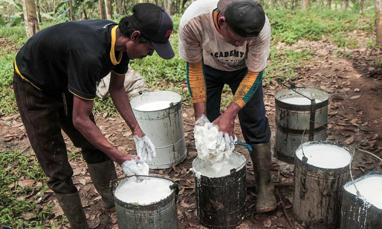 Produksi Karet Nasional Alami Penurunan