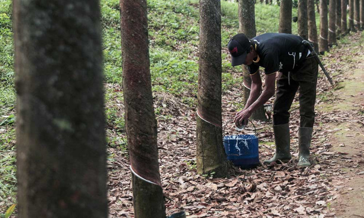 Produksi Karet Nasional Alami Penurunan