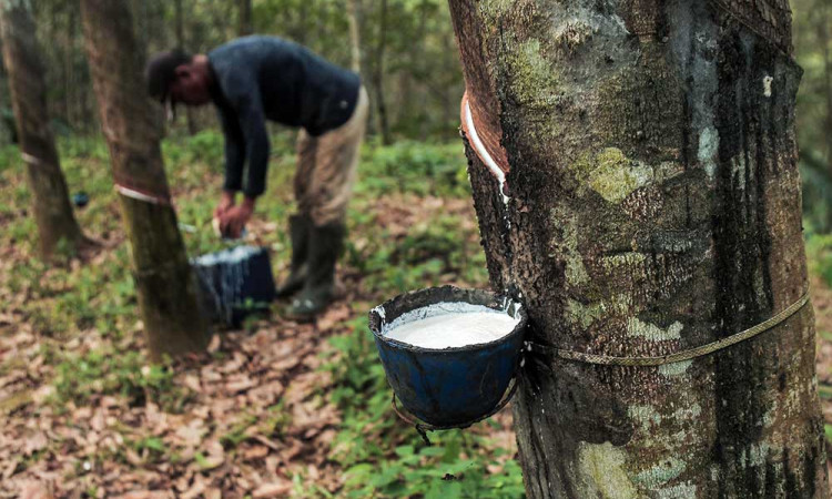 Produksi Karet Nasional Alami Penurunan