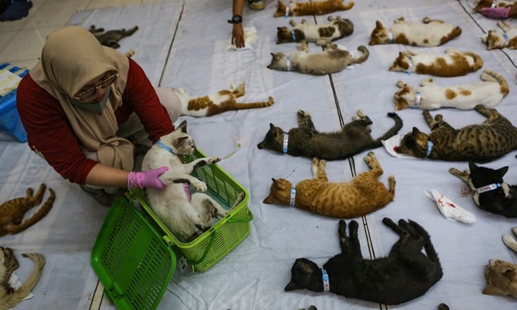 Sterilisasi Kucing Gratis di Jakarta