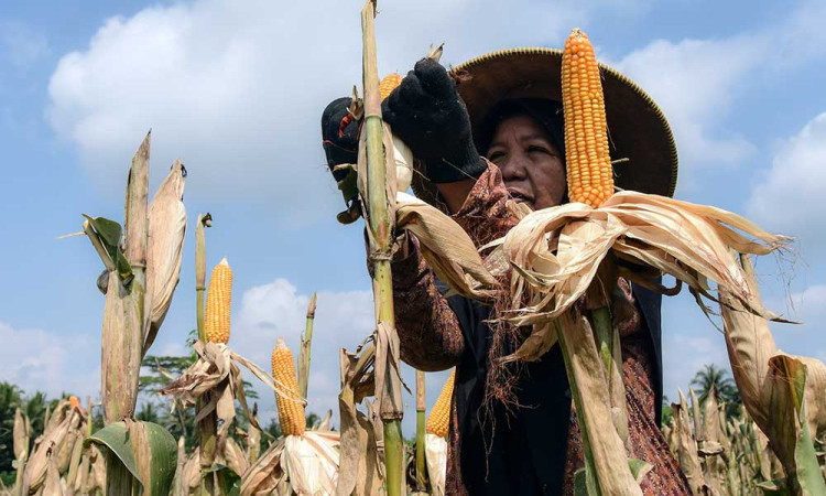 Bapanas Perkuat Peran dan Komunikasi Lintas Sektor Dengan Petani Jagung dan Peternak Unggas
