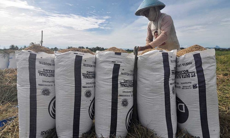 Serapan Beras Petani Lokal Pada Semester I/2024 Mencapai 700.000 Ton