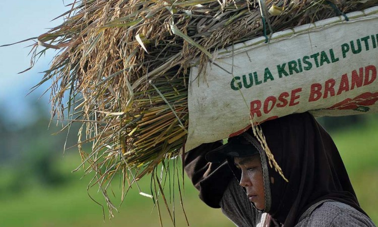 Serapan Beras Petani Lokal Pada Semester I/2024 Mencapai 700.000 Ton