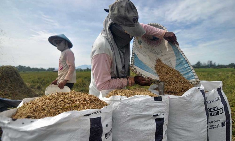 Serapan Beras Petani Lokal Pada Semester I/2024 Mencapai 700.000 Ton