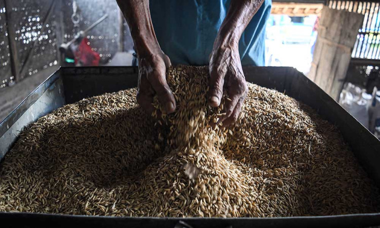 Neraca Produksi Beras Nasional Mencatat Produksi Beras Pada Januari Hingga Juli 2024 Diperkirakan Sebanyak 18,64 Juta Ton