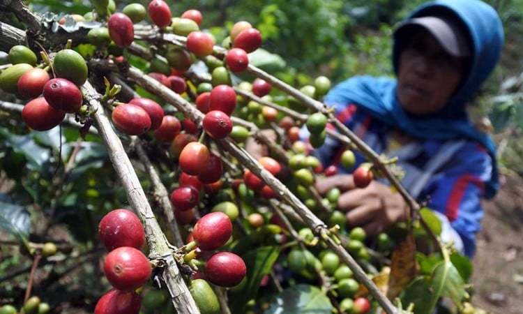 Harga Kopi Di Tingkat Petani Naik Akibat Dampak Krisis Iklim