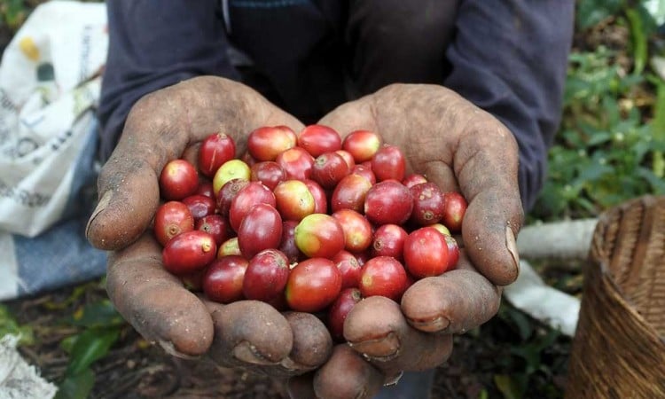 Harga Kopi Di Tingkat Petani Naik Akibat Dampak Krisis Iklim