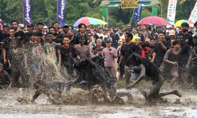 Keseruan Ritual Adat Kebo-keboan Alas Malang di Banyuwangi