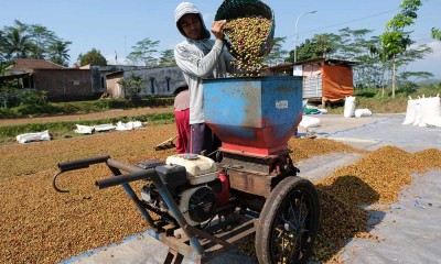 Jasa Penggilingan Kopi Keliling di Temanggung Jawa Tengah