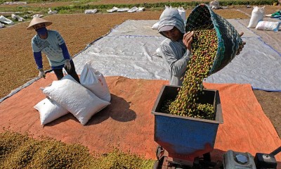 Jasa Penggilingan Kopi Keliling di Temanggung Jawa Tengah