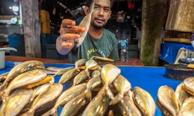 Penjualan Ikan di Palu Menurun Akibat Pengunaan Boraks Atau Formalin