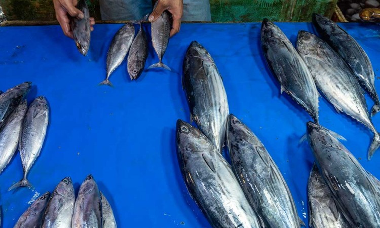 Penjualan Ikan di Palu Menurun Akibat Pengunaan Boraks Atau Formalin