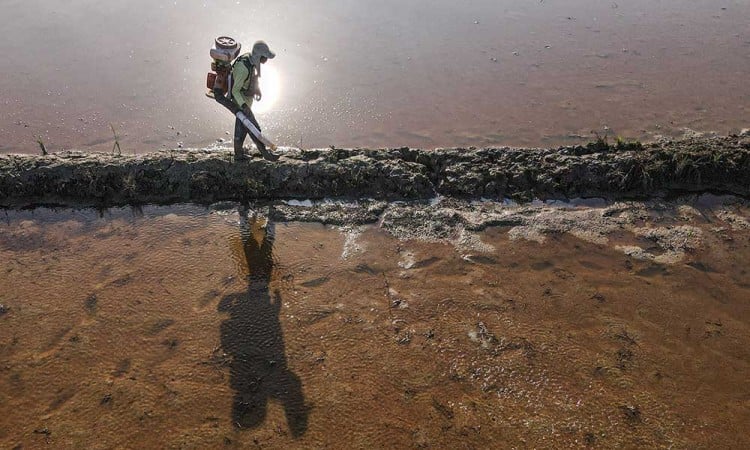 Pembukaan 7.000 Hektare Lahan Baru di Sulawesi Tenggara Untuk Meningkatkan Produksi Padi