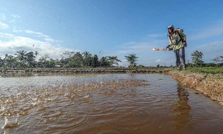 Pembukaan 7.000 Hektare Lahan Baru di Sulawesi Tenggara Untuk Meningkatkan Produksi Padi