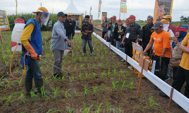 Memperkenalkan Jagung Bioteknologi Kepada Petani