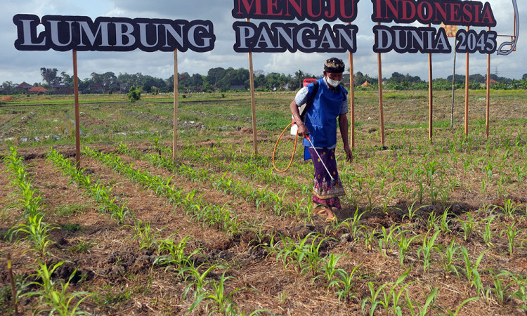 Memperkenalkan Jagung Bioteknologi Kepada Petani