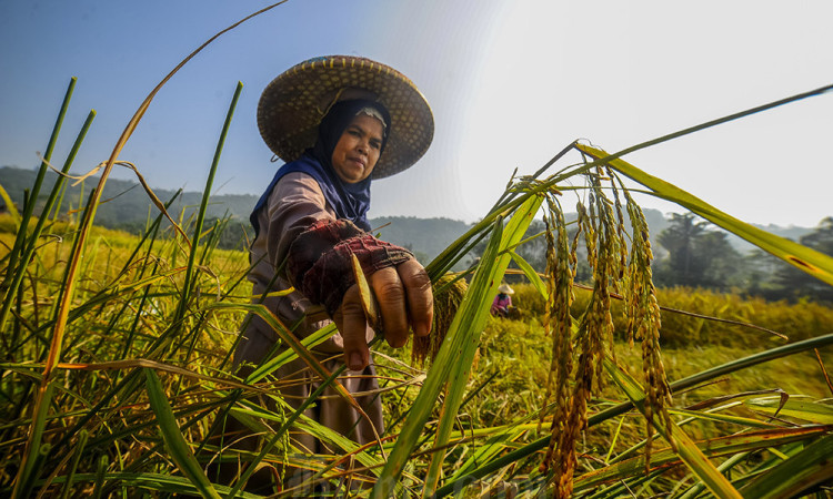 Panen Raya Padi Masyarakat Adat Kasepuhan Citorek