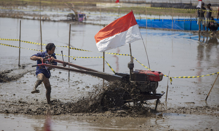 Lomba Balap Traktor di Indramayu