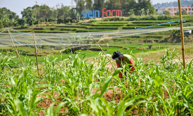 Pusat Pengembangan Sorgum di Indonesia
